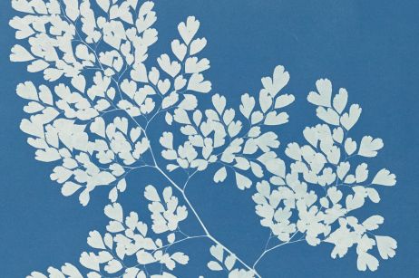 Les danses botaniques d’Anna Atkins