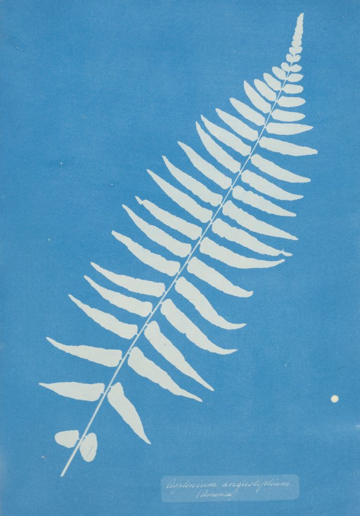 Cyanotype de fougère