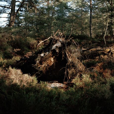 États d'âme en forêt