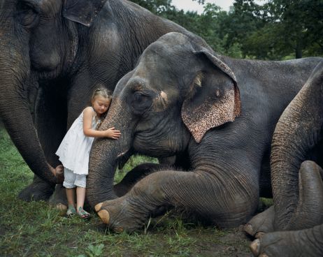 Amelia et le carnaval des animaux